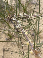 Hakea ulicina