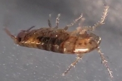 Arcitalitrus sylvaticus