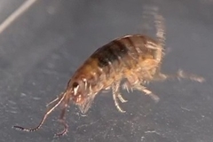 Arcitalitrus sylvaticus