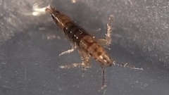 Arcitalitrus sylvaticus