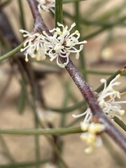 Hakea ulicina