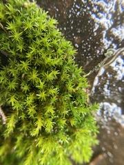 Schistidium apocarpum