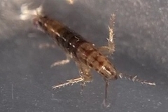 Arcitalitrus sylvaticus