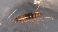 Arcitalitrus sylvaticus