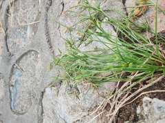 Cyperus compressus