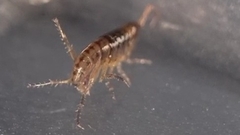 Arcitalitrus sylvaticus