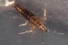 Arcitalitrus sylvaticus