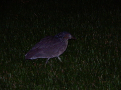 Gorsachius melanolophus