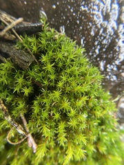 Schistidium apocarpum