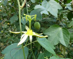 Passiflora herbertiana