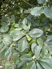 Aria edulis