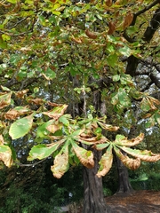 Aesculus hippocastanum