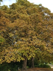 Aesculus hippocastanum