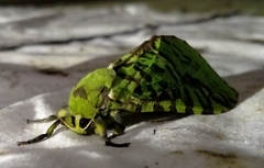 Aenetus virescens