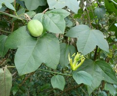 Passiflora herbertiana