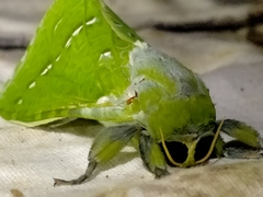Aenetus virescens