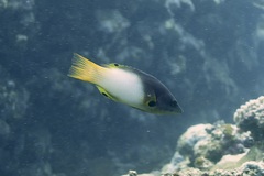 Bodianus axillaris