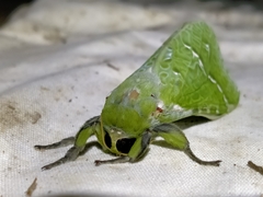 Aenetus virescens