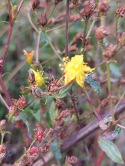 Hypericum undulatum