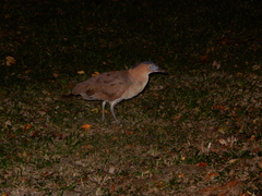 Gorsachius melanolophus