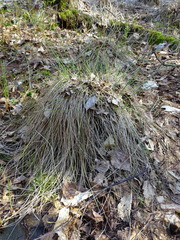 Eriophorum vaginatum