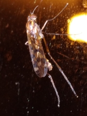 Sylvicola
