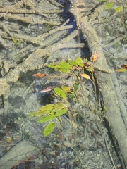 Potamogeton nodosus