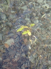 Potamogeton nodosus