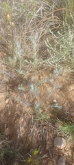 Leysera gnaphalodes