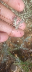 Leysera gnaphalodes