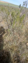 Wahlenbergia cinerea