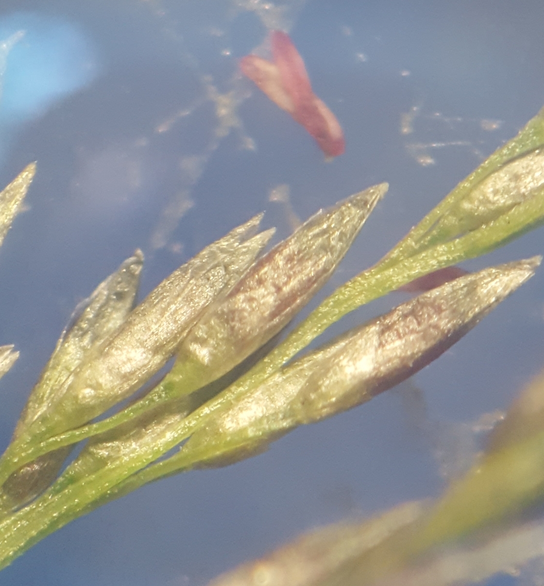 (c) François Rousseu, certains droits réservés (CC BY-NC) https://www.inaturalist.org/observations/136252525