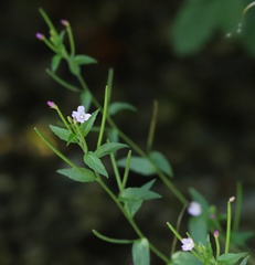 Epilobium parviflorum