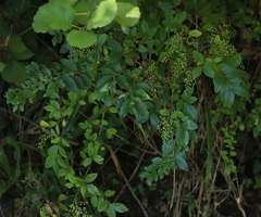 Ligustrum sinense
