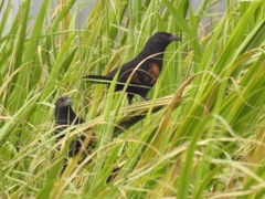 Centropus nigrorufus