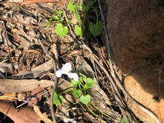 Viola perreniformis