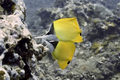 Forcipiger flavissimus