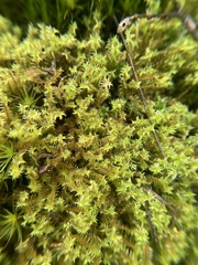 Triquetrella papillata