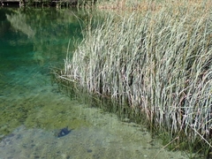 Schoenoplectus lacustris