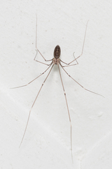 Smeringopus pallidus