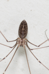 Smeringopus pallidus