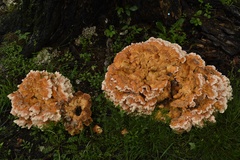 Laetiporus sulphureus