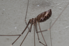 Smeringopus pallidus