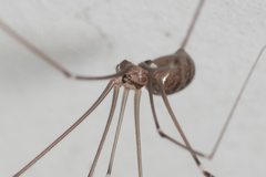 Smeringopus pallidus