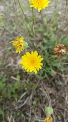 Reichardia picroides