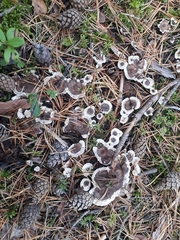 Phellodon tomentosus