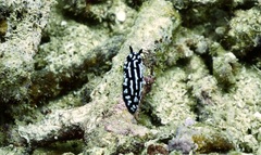 Phyllidiella pustulosa