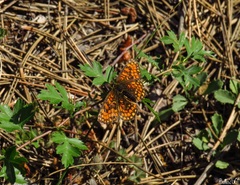 Melitaea deione