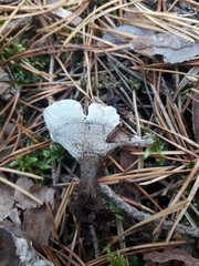 Phellodon tomentosus
