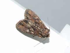Mniotype occidentalis